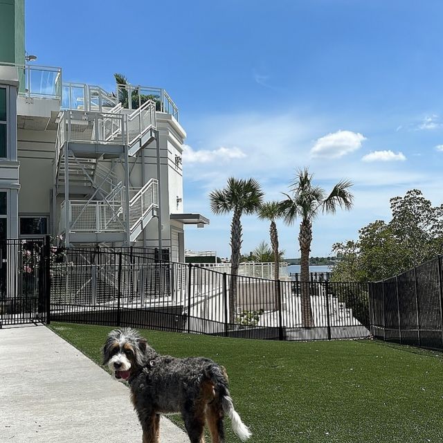 Pease We love to see our furry residents enjoying a beautiful day at the dog park. 🐾 

#emersonrockypoint #tampadogs #dogslife #tampadogsofinstagram