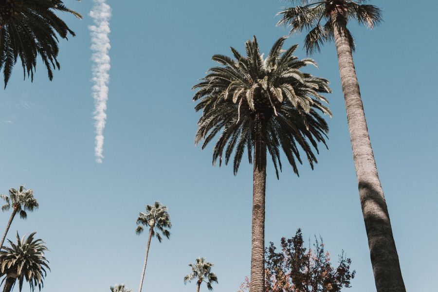 Tall Palms in Tracy Canyon Park