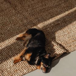 sleeping chihuahua puppy on jute rug