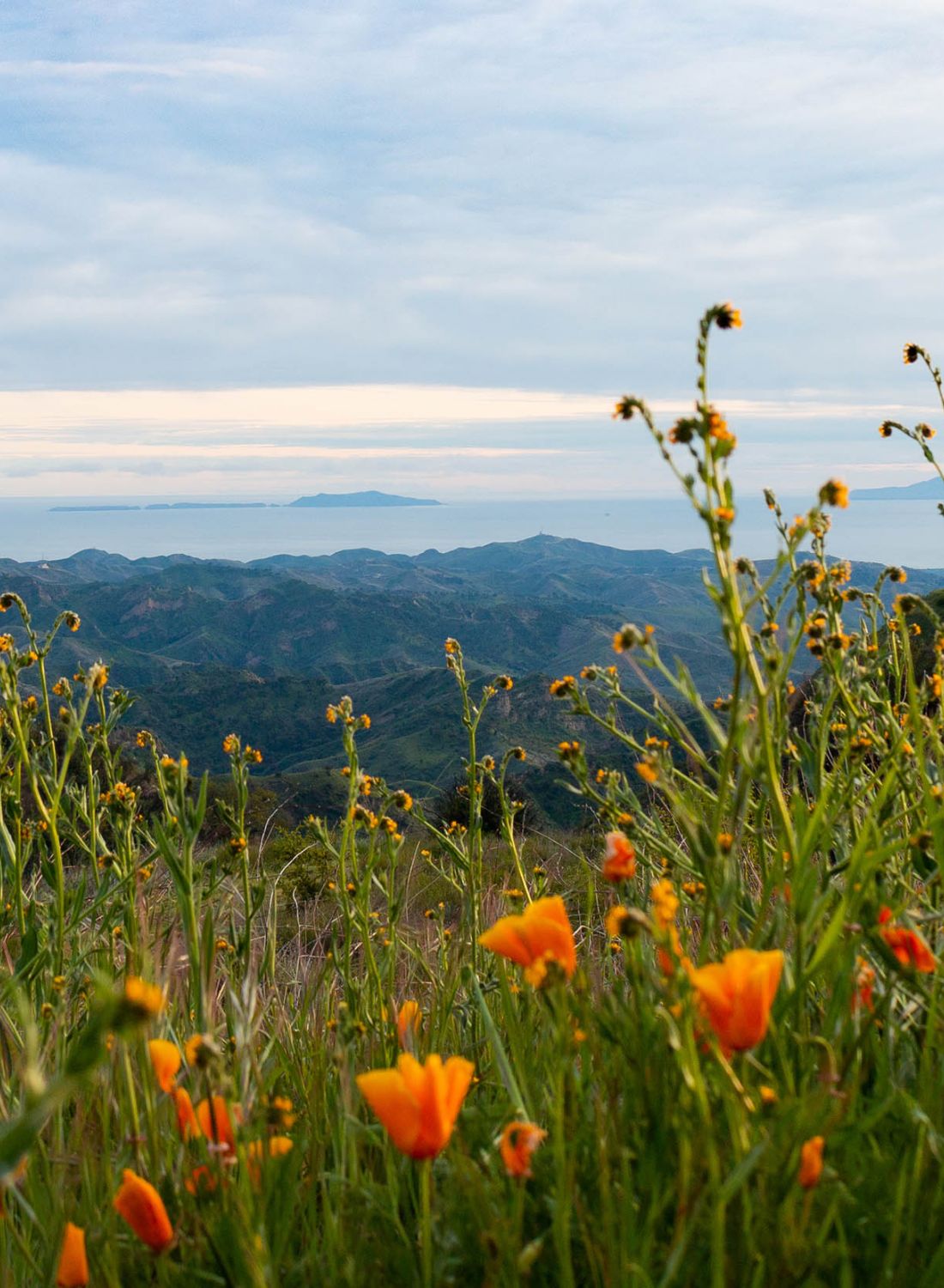 Orange California poppies on hillside with view overlooking nearby mountains