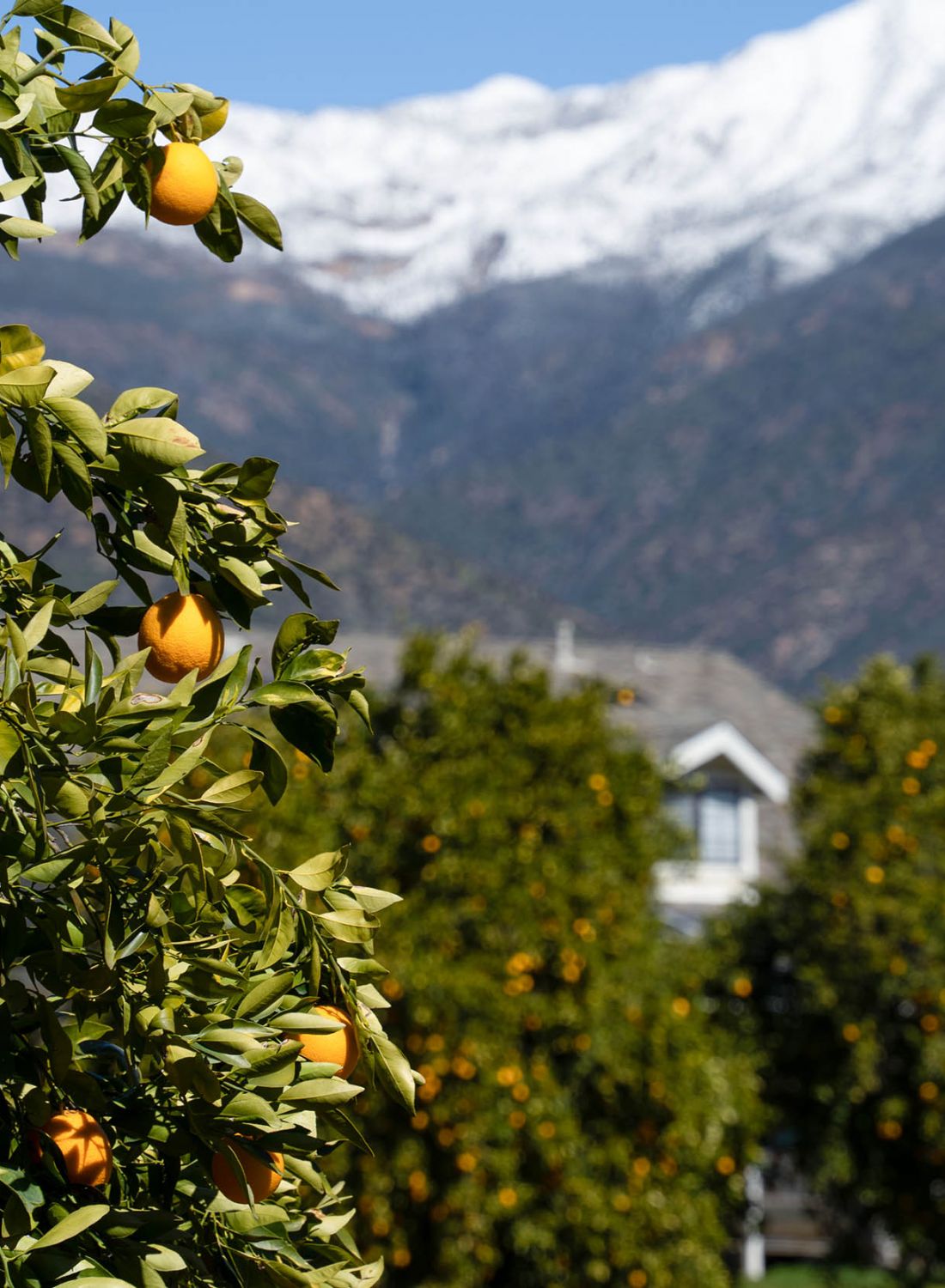 Close up of orange tree with topa topa mountains in background covered in snow