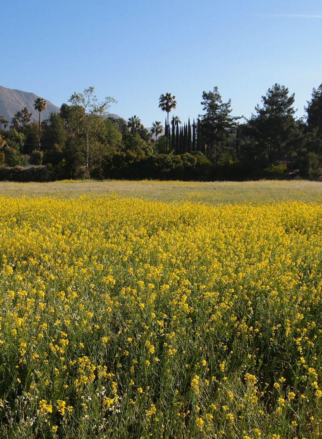 Field of yellow mustard flowers with trees and mountains in the background